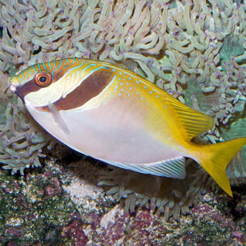 Siganus Virgatus : 6-8 cm